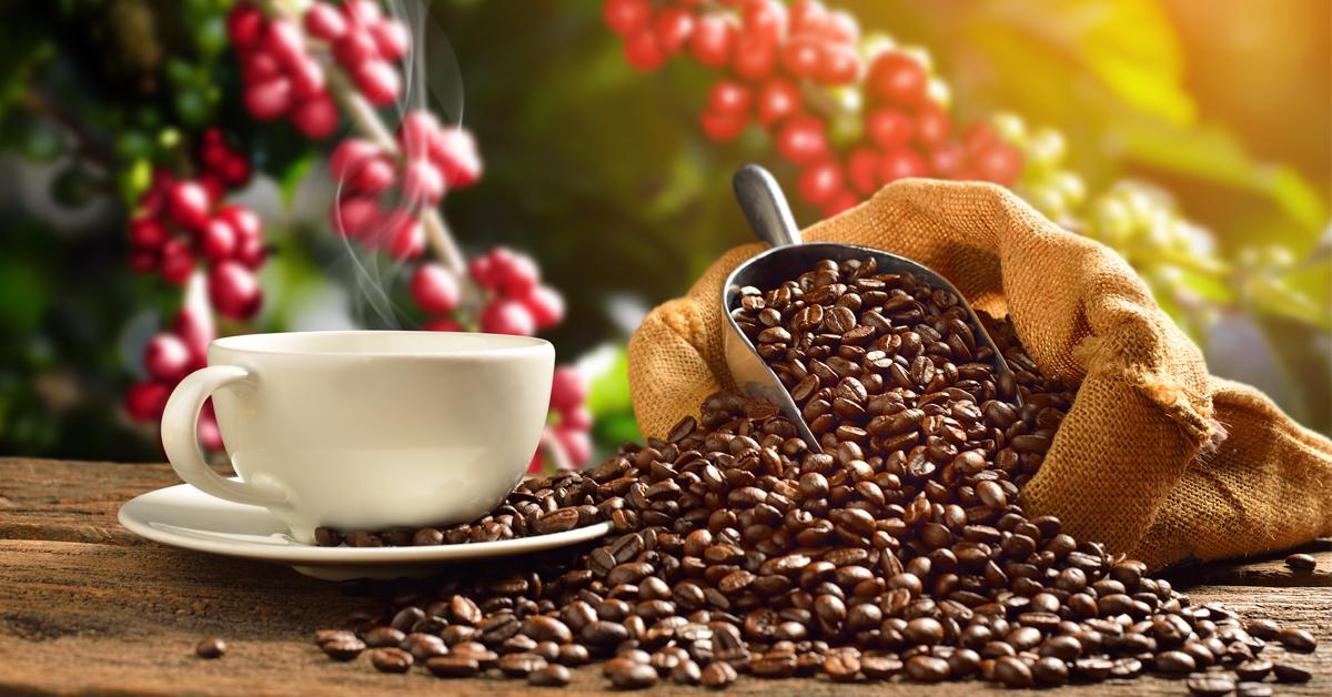Patut Bangga, Inilah Daerah-Daerah Penghasil Kopi Terbaik dan Terbesar di Indonesia
