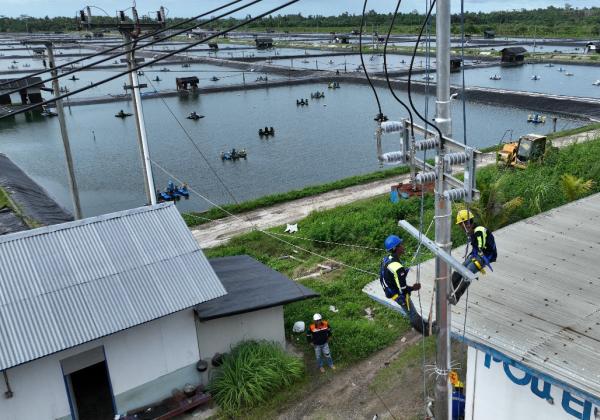 Perusahaan Tambak Udang di Maluku Berhasil Efisiensi Rp123 Juta Lebih per Hari Berkat Listrik PLN
