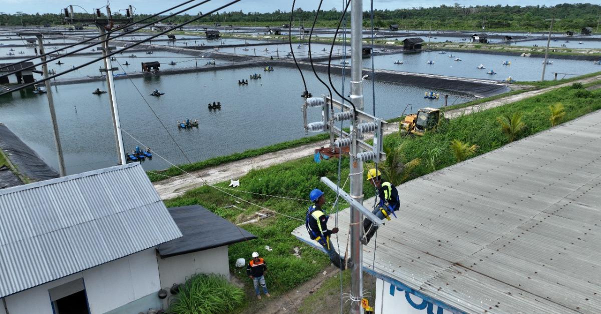 Perusahaan Tambak Udang di Maluku Berhasil Efisiensi Rp123 Juta Lebih per Hari Berkat Listrik PLN