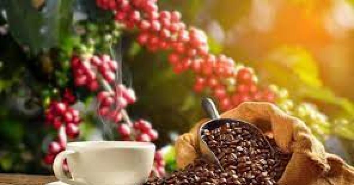 Simak Jenis Kopi Robusta Yang Bisa Kamu Temui Di Provinsi Lampung !