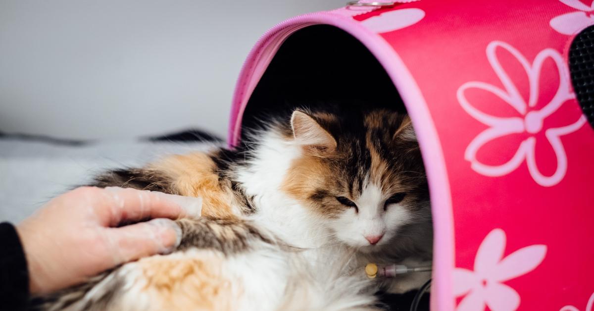 Kenali Ciri-ciri Kucing Sakit dan Cara Mengatasinya, Jangan Sampai Telat Atau Anda Bakal Menyesal!
