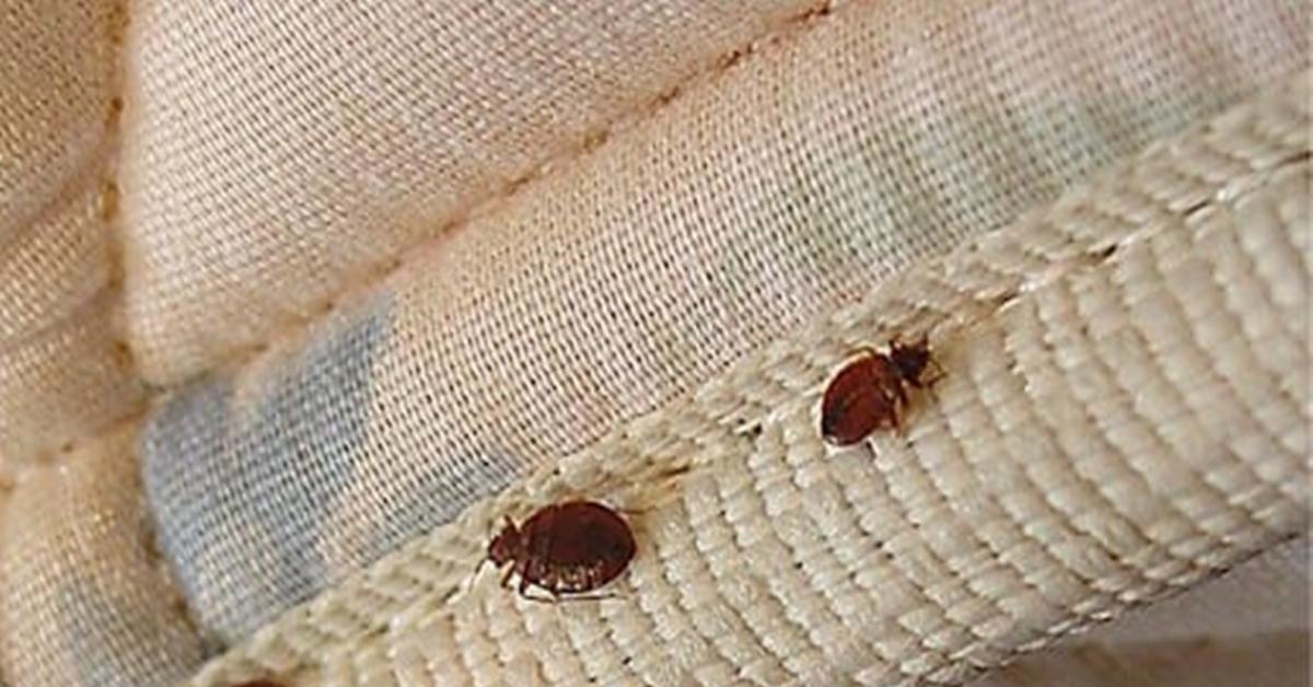 Waspada! Wabah Kutu Busuk Merambah dari Paris Menuju Asia, Begini Cara Membasminya