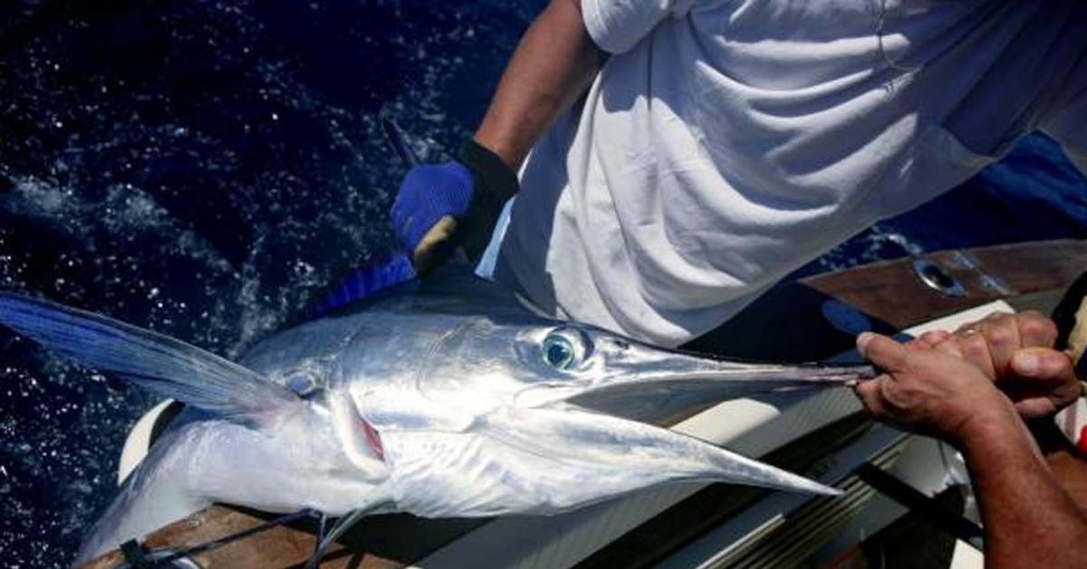 Pengalaman Tak Terlupakan Memancing Black Marlin di Krui, Pesisir Barat, Lampung