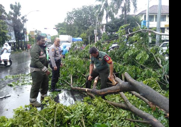 Kota Bekasi Diterjang Hujan dan Angin Kencang, 7 Titik Pohon Tumbang