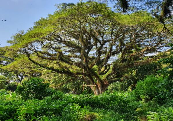 Berisi Pohon Trembesi Berusia Ratusan Tahun, Hutan De Djawatan Kini Jadi Primadona Banyuwangi 