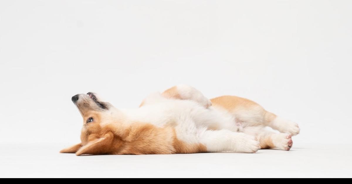  Simak Tentang Anjing welsh Corgi Dan 6 Fakta Menarik Yang Penuh Cinta