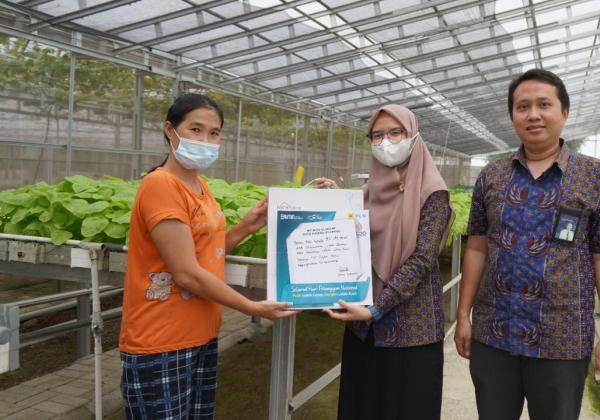 Manfaatkan Penambahan Daya PLN, Produkvitas UMKM Hidroponik di Tangerang Naik 100 Persen