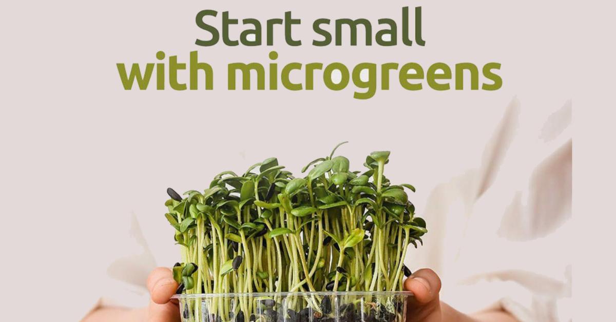 Mengenal Microgreens, Sayuran Hijau Mungil yang Kaya Manfaat bagi Kesehatan Tubuh