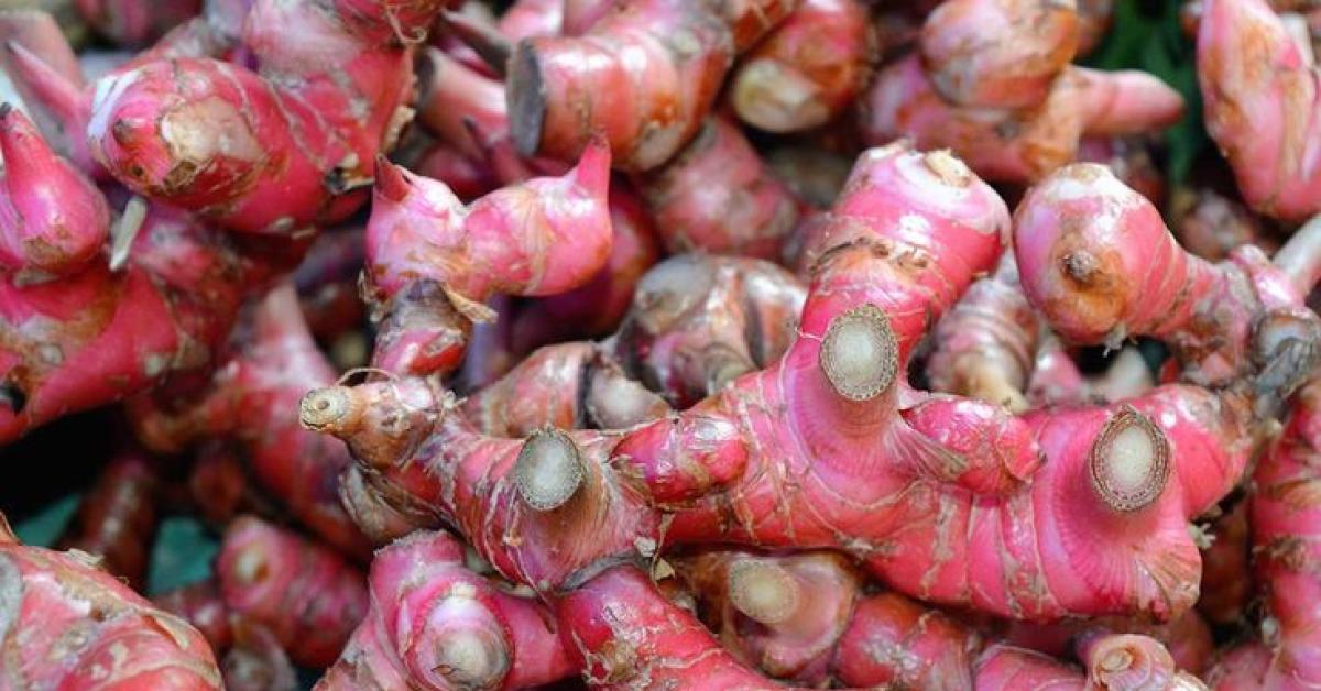 Inilah Manfaat Jahe Merah Demi Kesehatan, Cek Rahasianya!