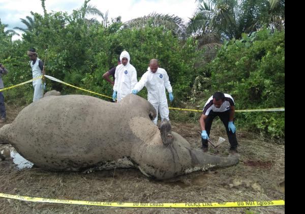Gajah Sumatera yang Langka Ini Mati, Diduga Makan Pupuk