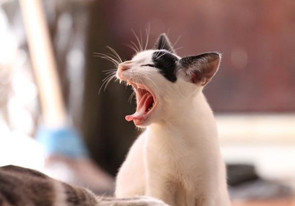 Penyakit yang Bikin Kucing Suka Garuk dan Gigit Badannya, Awas Anda Tertular