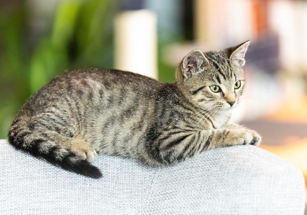 Jangan Salah! Ini 9 Tips Memandikan Kucing dengan Benar