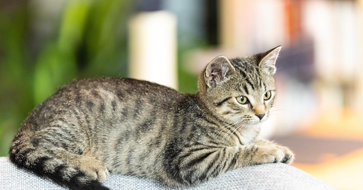 Jangan Salah! Ini 9 Tips Memandikan Kucing dengan Benar