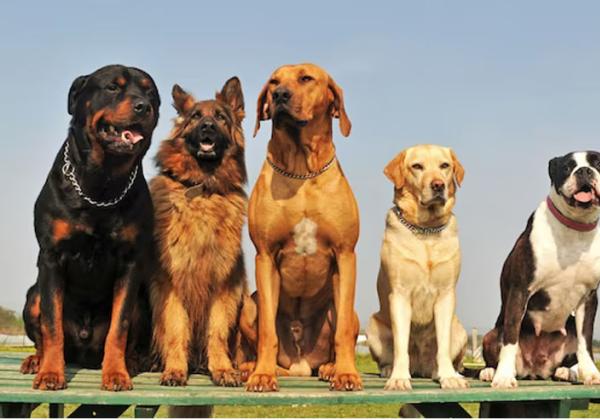 Pemprov DKI Segera Terbitkan Pergub Larangan Konsumsi Daging Anjing dan Kucing