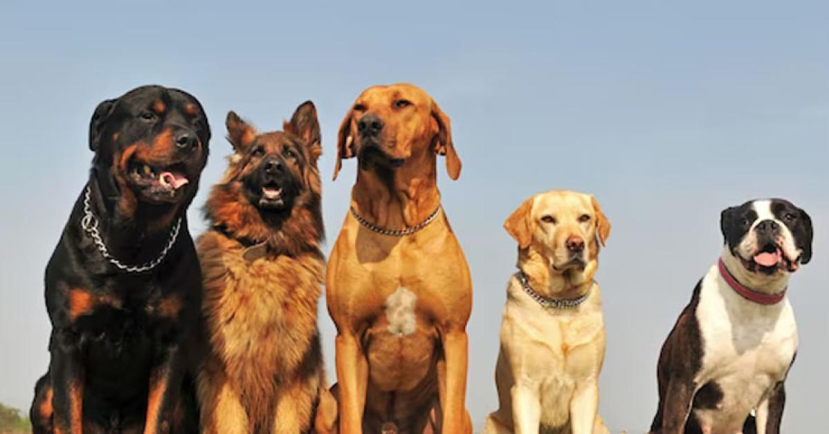 Cara Memelihara Anjing Dengan Baik dan Benar