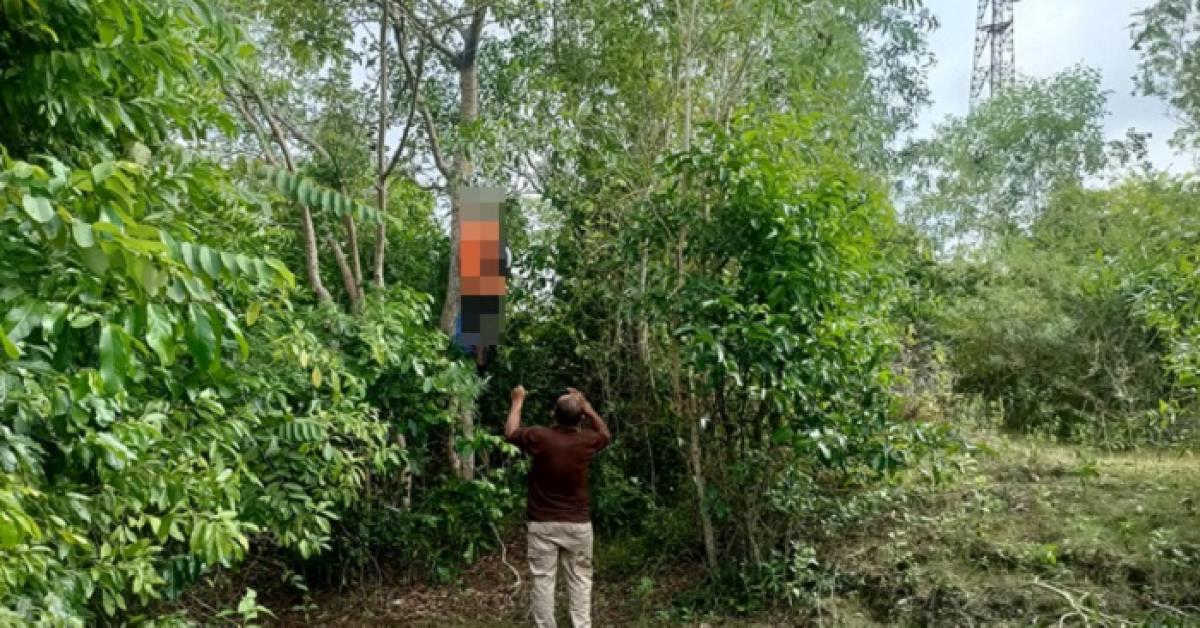 Terlihat Seperti Layangan Tersangkut di Pohon, Saat Didekati Ternyata Bikin Merinding
