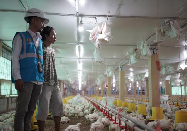 Gunakan Listrik PLN, Peternak Ayam di Gowa Sulsel Hemat Biaya Operasional hingga 70 Persen