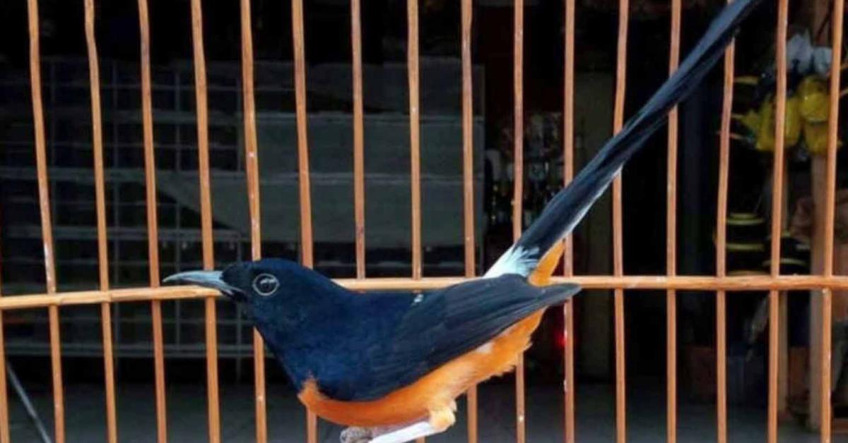 Tips Sukses , Bagi Pemula Yang Ingin Memelihara Burung Berkicau Jenis Murai Batu, 