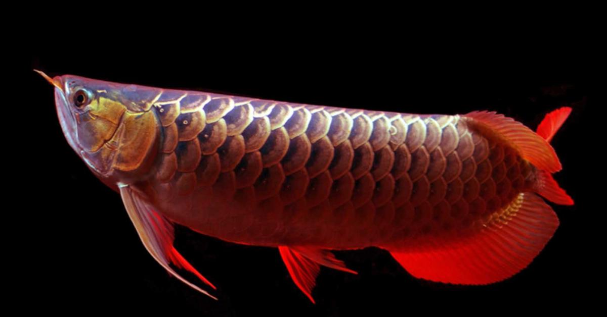 Harga Dan Jenis Ikan Arwana Dengan Warna-Warna Mempesona