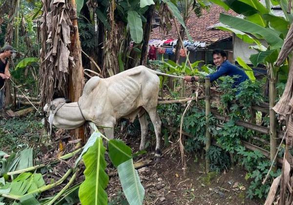 Stres Perjalanan Jauh dari Jawa Tengah, Sapi Kurban Ngamuk Seruduk Karyawan di Tangerang