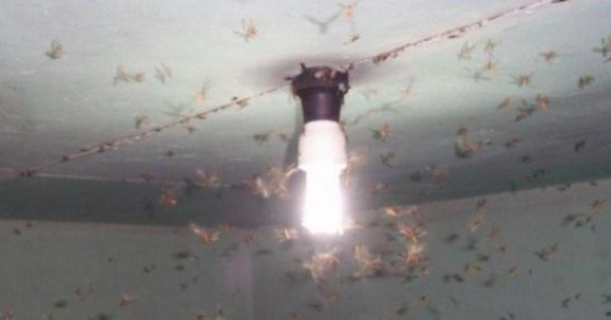 Mulai Musim Hujan, Nih! Simak 8 Tips Usir Laron Tanpa Matikan Lampu, Dijamin Ampuh
