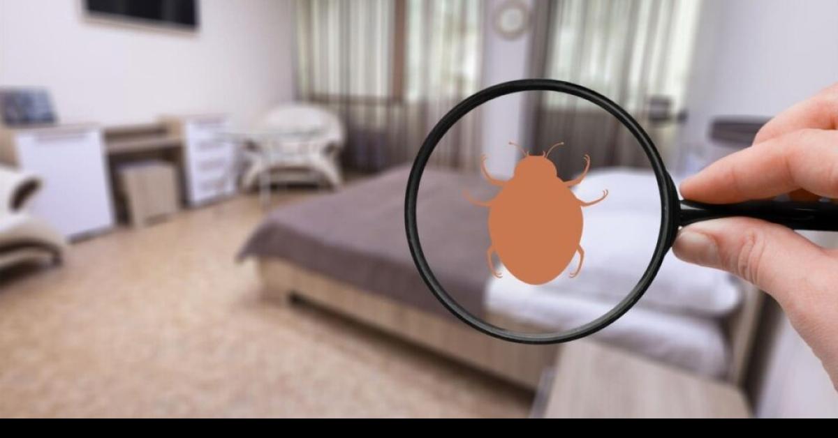 Simak, Cara Alami Atasi Kutu Busuk yang Menyarang di Rumah, Praktis dan Mudah! 