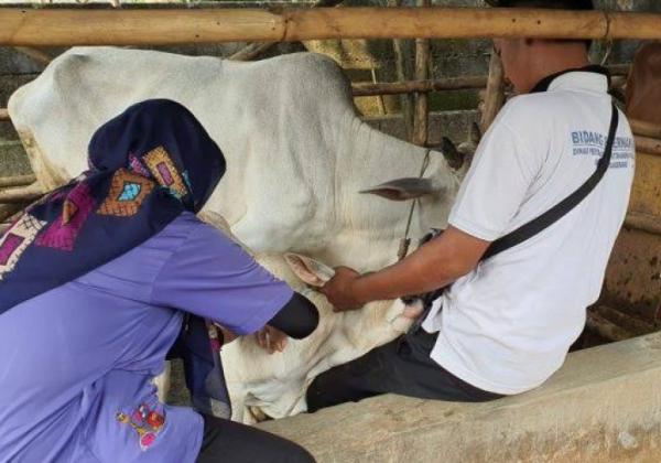 Tembus di Angka 303, DPKP Kabupaten Tangerang Imbau Peternak Sapi Wadpadai Virus LSD