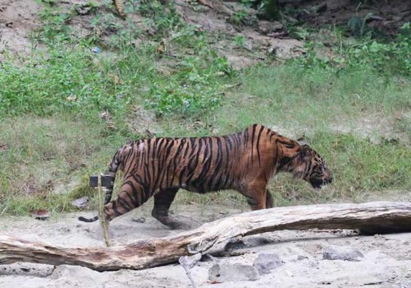 Warga Aceh Diserang Harimau Sumatera, BKSDA Imbau Masyarakat Hati-hati Beraktivitas di Kawasan Hutan 