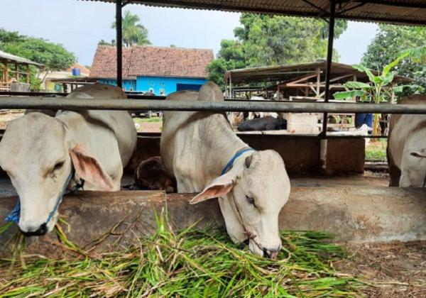 Jangan Resah, Sapi yang Dimusnahkan Dapat Ganti Rugi Rp10 Juta Per Ekor