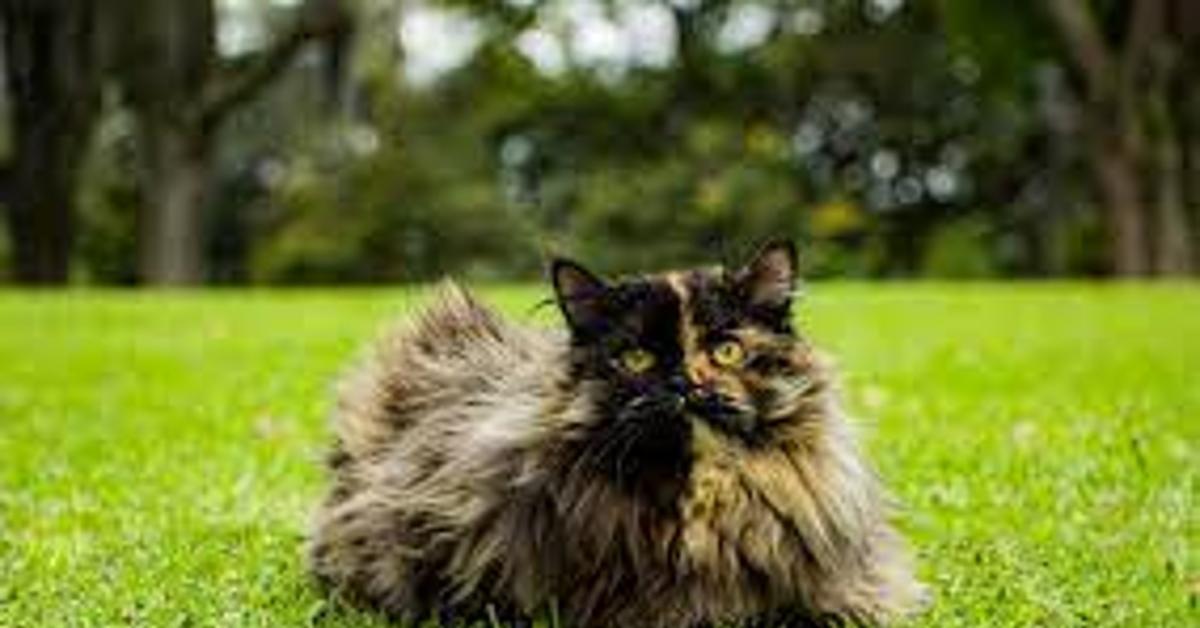 Mengenal Hewan Peliharaan Kucing Serta Mengetahui Perwatannya Secara Benar?