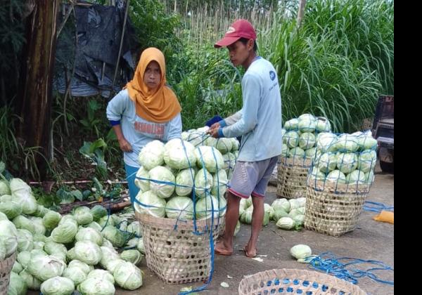 Relawan Prabowo Borong 7 Ton Sayur yang Tak Laku dari Petani, untuk Dibagikan ke Kaum Dhuafa