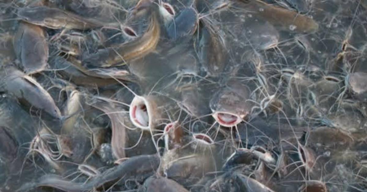Tumbuhkan Jiwa Wirausaha, Dinas Perikanan Beri Bantuan dan Pelatihan