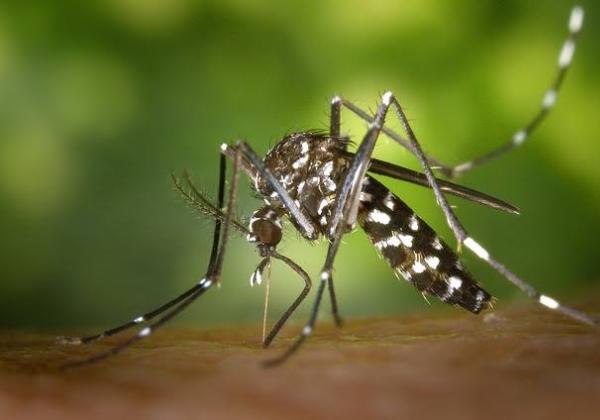 Waspada DBD, Ini 6 Tips Mengatasi dan Mengusir Nyamuk di Rumah