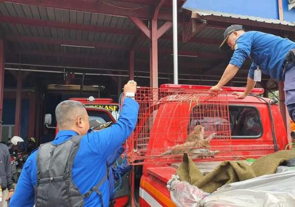 Gigit Bocah Kecil, Dua Monyet Sakit Hepatitis Dievakuasi Damkar Kota Bekasi 