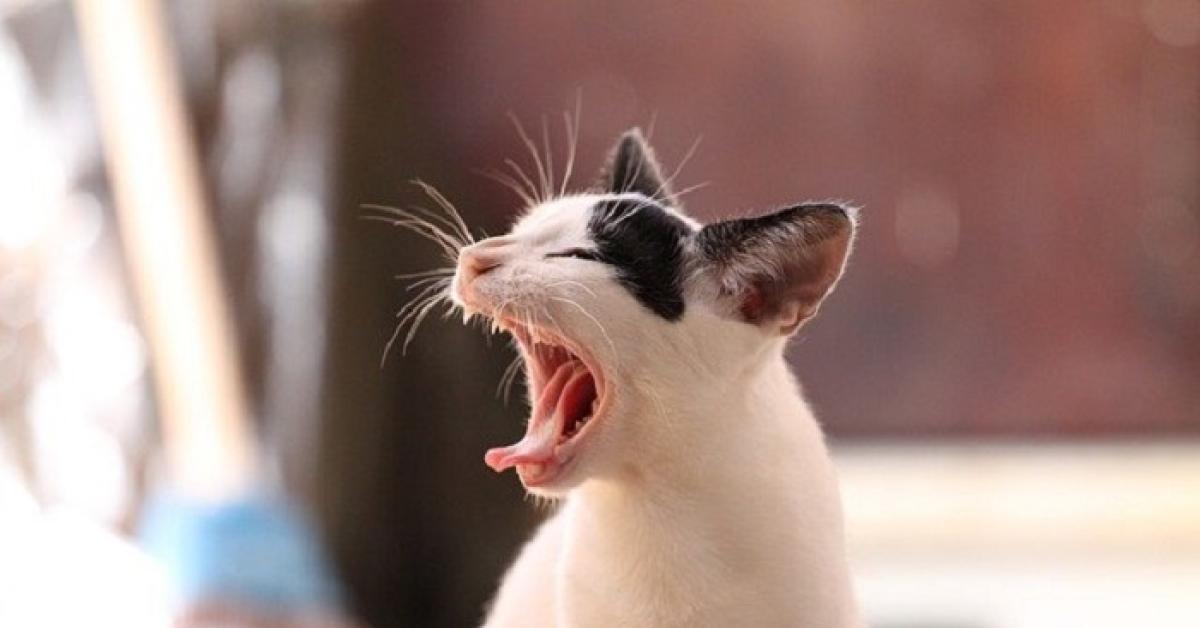 Waspada! Inilah Ciri-Ciri Kucing Rabies dan Beberapa Hal untuk Mencegahnya 