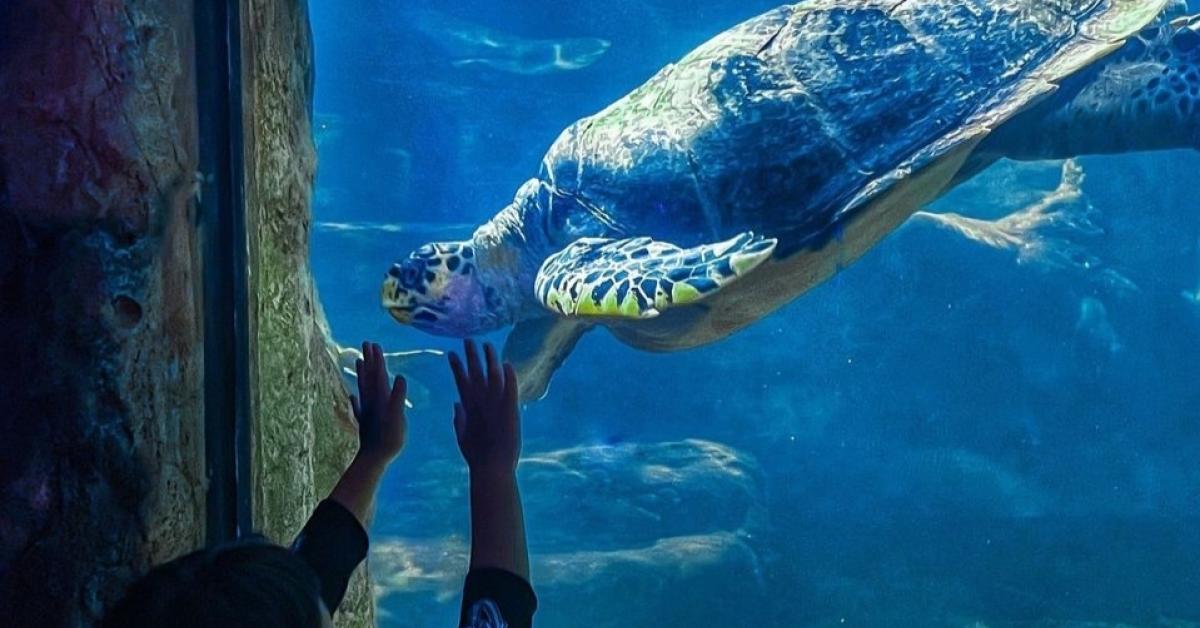 Wisata Seaworld Ancol, Memperkenalkan Keajaiban Bawah Laut di Tengah Ibukota