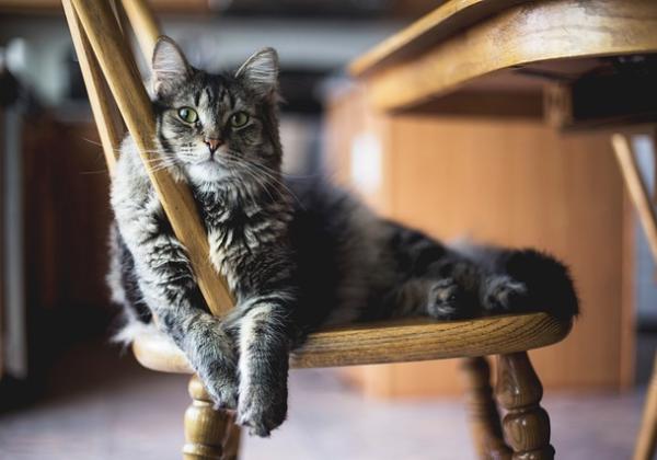 Pecinta Anabul Wajib Tahu! Kenapa Kucing Tidak Mau Makan dan Bagaimana Cara Mengatasinya