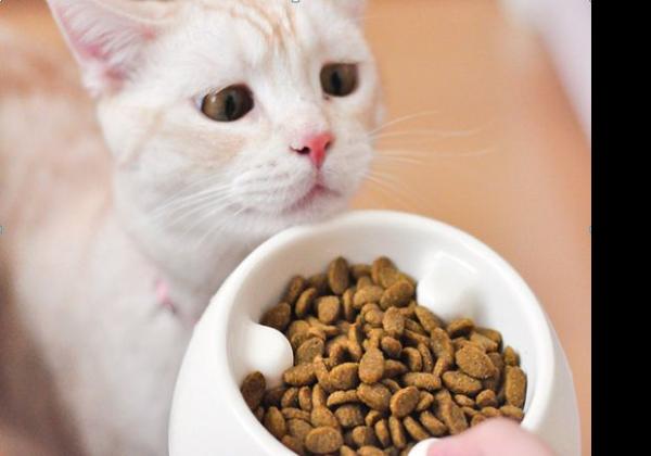 5 Makanan yang Tak Boleh Dimakan Kucing! Kalian Wajib Tahu!