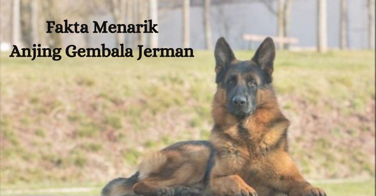 Anjing Gembala Jerman: Mengungkap Fakta Menarik dari Ras Penuh Kecerdasan