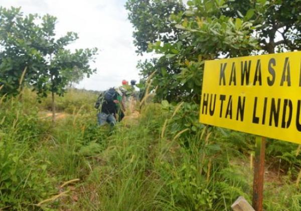 Hutan Lindung Bakal Dibabat Demi Bisnis, Gubernur Kepri: Kebutuhan Sangat Mendesak
