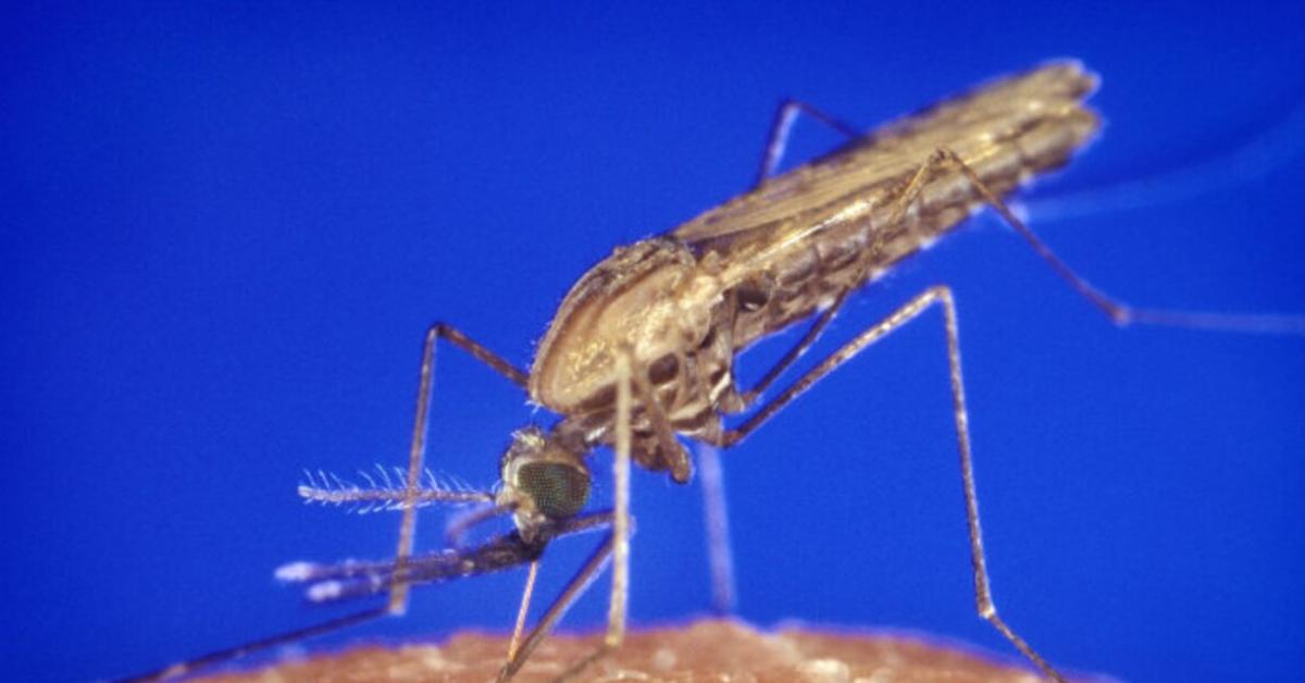 Kenali 4  Gejala  Malaria, Waspadai Menggigil Gejala Utama 