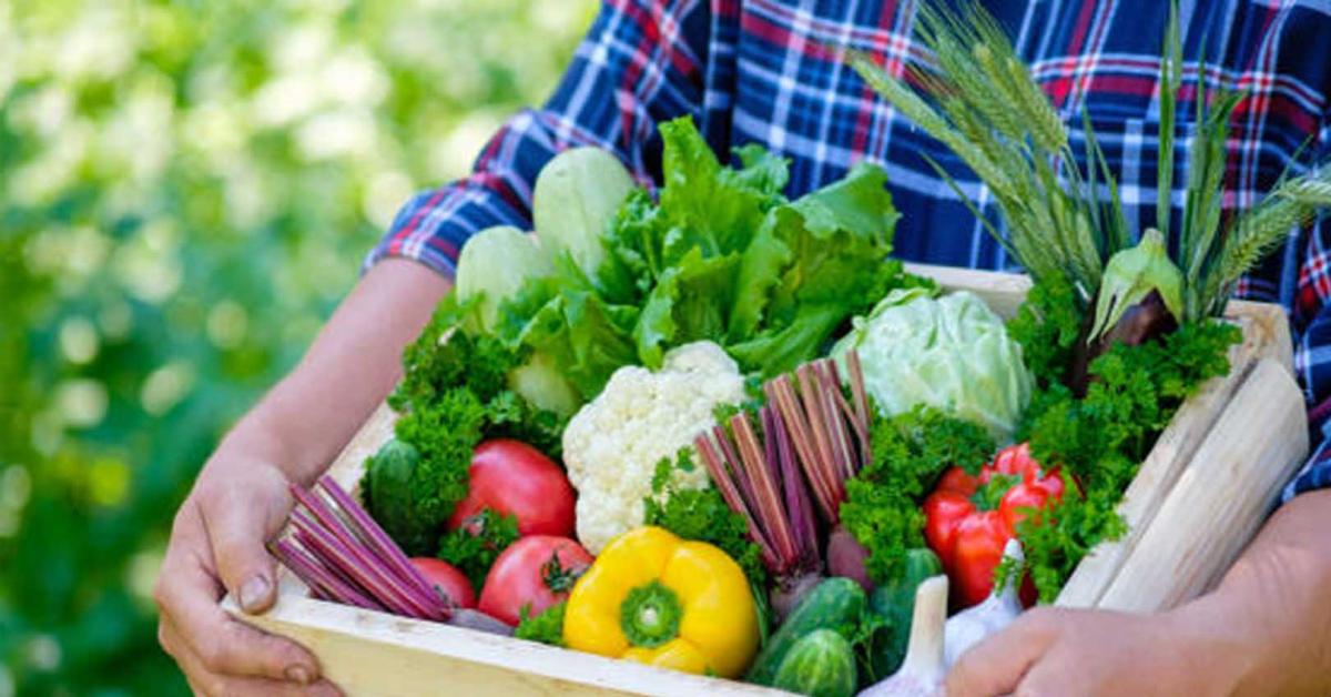 Sayur Box, Solusi Praktis dalam Menyediakan Sayuran Segar di Tengah Kesibukan