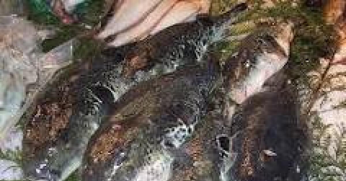 Ikan Ini Tidak Boleh Dimakan Manusia, Ada Yang Menyebabkan Kematian