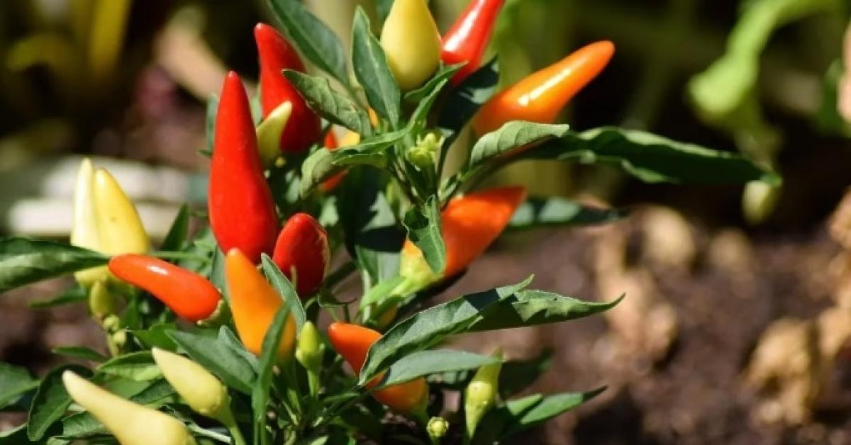 7 Cara Menanam Cabai Dengan Cepat Agar Berbuah, Gampang Banget Bund!