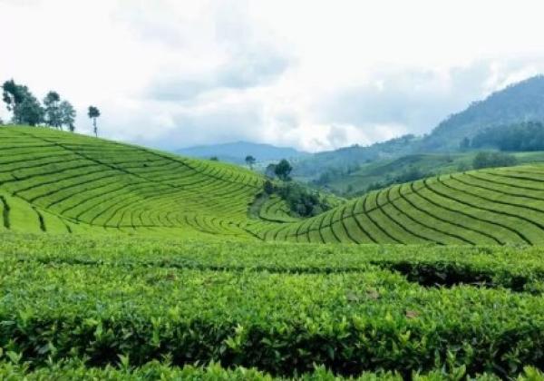 Polres Cianjur Dalami Penemuan Mayat di Perkebunan Teh Gedeh