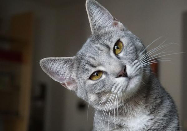 Mitos Atau Fakta? Menabrak Kucing Bakal Dapat Kesialan, Ini Jawaban Buya Yahya
