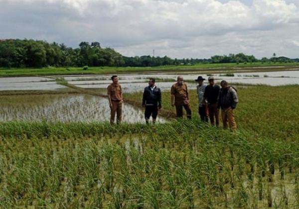 113 Hektar Sawah di Kabupaten Tangerang Terkena Puso, Petani Ditaksir Merugi Hingga Ratusan Juta Rupiah