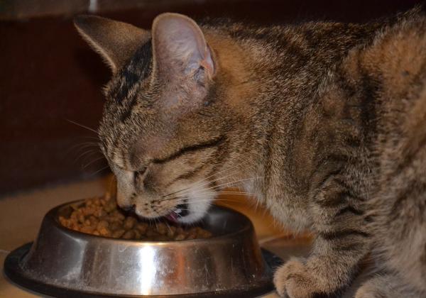 Rekomendasi 3 Makanan Kucing yang Bisa Buat Bulunya Tebal dan Gembul
