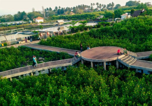Wow, Ada Spesies Mangrove Langka Tumbuh di Ketapang Tangerang, Buahnya Bisa Jadi Pangan Penderita Diabetes