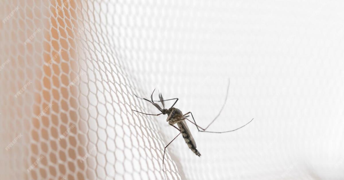 Nyamuk Wolbachia Buatan Bill Gates, Solusi Inovatif Basmi DBD